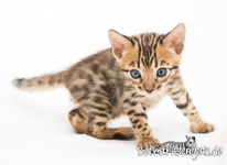 Leopardkatzen